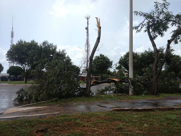 Perto da estação Apinajé, região norte de Palmas, uma árvore quebrou (Foto: Fabrício Soveral/G1)