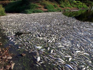 Mortandade de peixes no Rio Piracicaba (Foto: Mateus Medeiros/Arquivo pessoal)