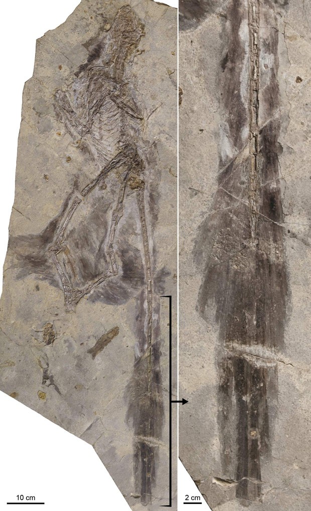  Fósseis do dinossauro 'Changyuraptor yangi' foram encontrados no dordeste da China (Foto: Reuters/L. Chiappe/Dinosaur Institute/NHM)