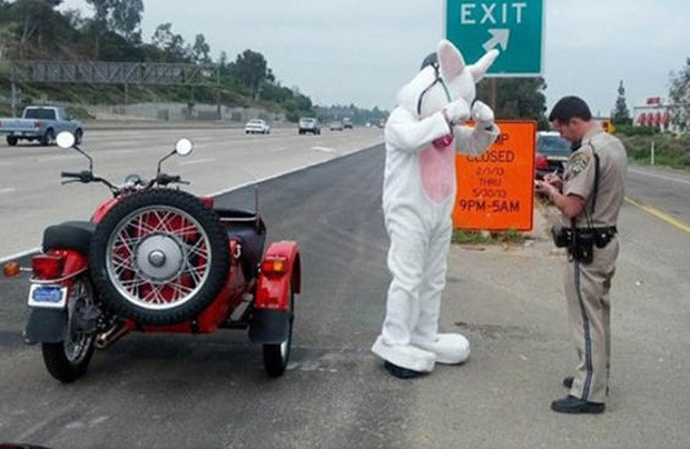 'Coelhinho da Páscoa' foi parado por policial ao dirigir moto sme capacete (Foto: Divulgação/California Highway Patrol)