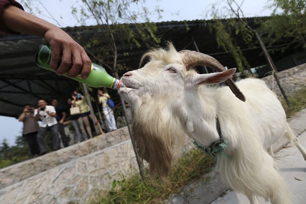 Cabra toma até quatro garrafas de cerveja de uma vez. (Foto: China Daily/Reuters)