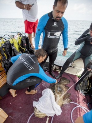 Peixe pode chegar a pesar 400 quilos (Foto: Athila Bertoncini/Divulgação)