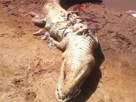 Restos em jacaré no TO são humanos; homem sumiu no local (Divulgação)