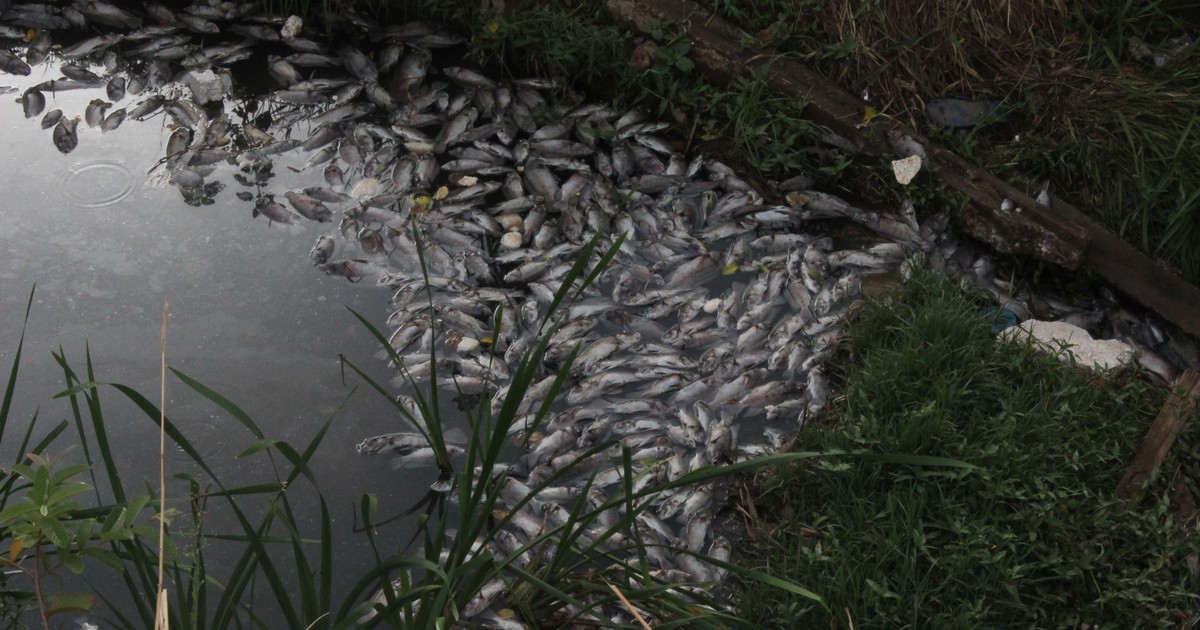 G Em Montes Claros Moradores Lamentam Nova Mortandade De Peixes