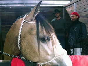 Cavalo crioulo recebe cuidados nas cocheiras da 36ª Expointer (Foto: Caetanno Freitas/G1)