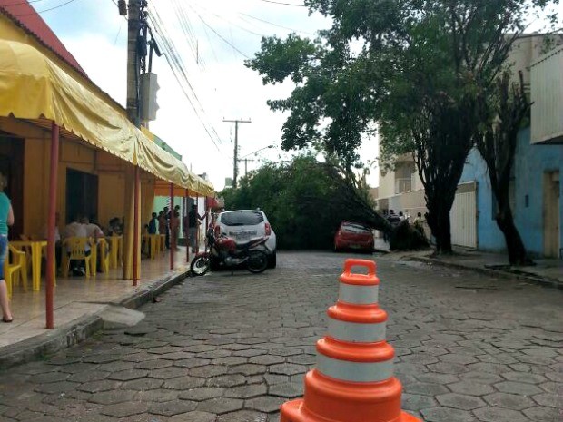 Uma rvore caiu durante uma chuva com vento nesta quarta-feira (5), em Cuiab, e atingiu um veculo que estava estacionado na Rua So Joaquim, regio central da capital. Aps a queda, a via ficou bloqueada e o trnsito foi controlado por agentes da Secretaria Municipal de Trnsito e Transporte Urbano (SMTU), at a retirada da rvore. (Foto: Thaiza Assuno/ Arquivo pessoal)