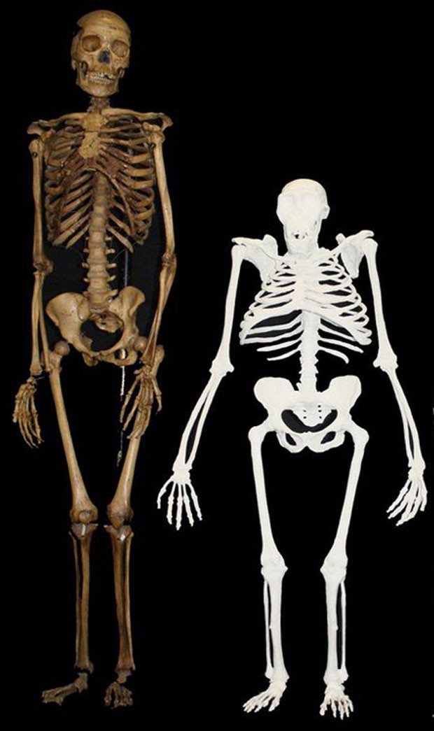 Modelo reconstruído a partir dos fósseis sul-africanos mostra o tamanho do Australopithecus sediba (direita) ao lado de um esqueleto humano de porte relativamente pequeno (Foto: Divulgação/Lee Berger - cortesia da Universidade de Witwatersrand)