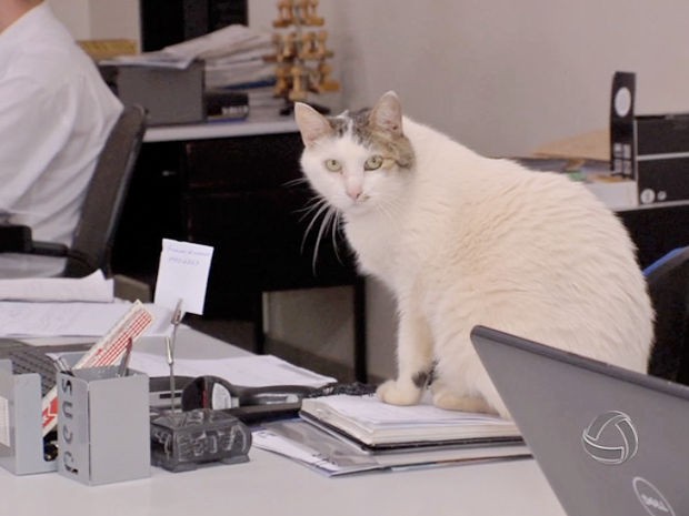 Funcionários de empresa em Cuiabá dizem que o gato Alfredo ajuda a tirar o estresse. (Foto: Reprodução/TVCA)