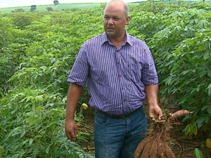 Produtor rural aumentou a produção de 80 para 200 hectares de mandioca (Foto: Reprodução/EPTV)