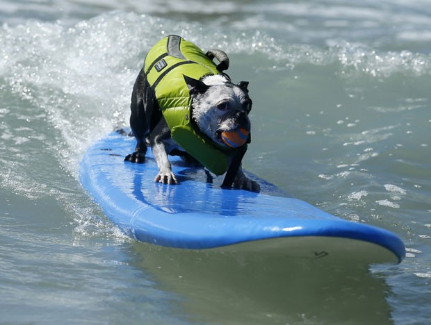 Cão mostra talento enquanto pega onda em praia da Califórnia. (Foto: Lucy Nicholson/Reuters)