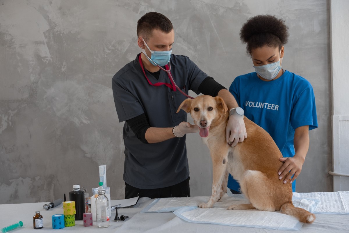 Depois que o cão recebeu o vermífugo, a vacina polivalente e a da raiva, é preciso lembrar do reforço anual, para manter o pet saudável (Foto: Pexels / Mikhail Nilov / CreativeCommons)