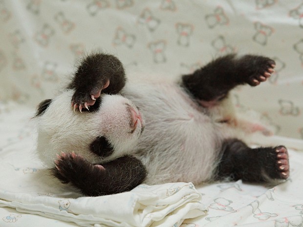 Filhote nasceu por inseminação artificial em Taiwan (Foto: Taipei City Zoo/AFP)