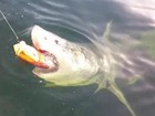 Grande tubarão branco ronda barco e ataca isca na costa da Flórida