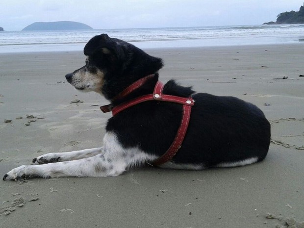 Especialista lista cuidados para tomar com os cães idosos (Foto: Jéssica Oliveira/Arquivo pessoal) Especialista lista cuidados para tomar com os cães idosos (Foto: Jéssica Oliveira/Arquivo pessoal)