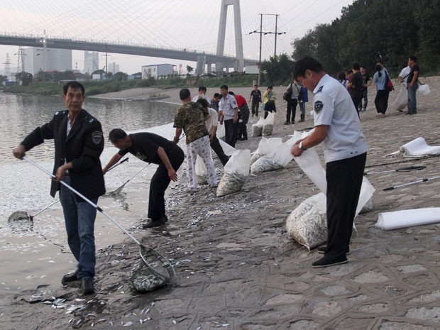 Trabalhadores removem peixes mortos de rio perto de Tianjin (Foto: Reuters)