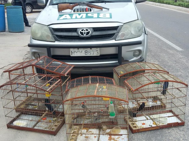 Pássaros e arma foram localizados durante operação (Foto: Divulgação/BPMA)