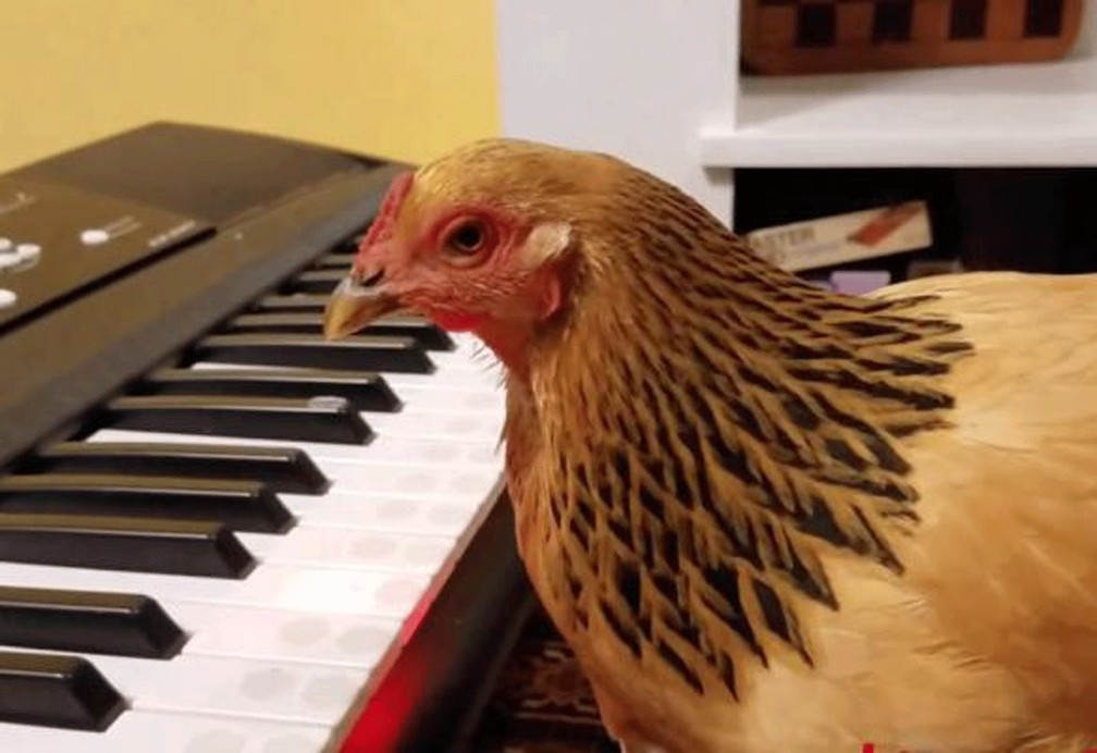 A galinha Jokgu (Foto: Two Creative Chickens/YouTube)