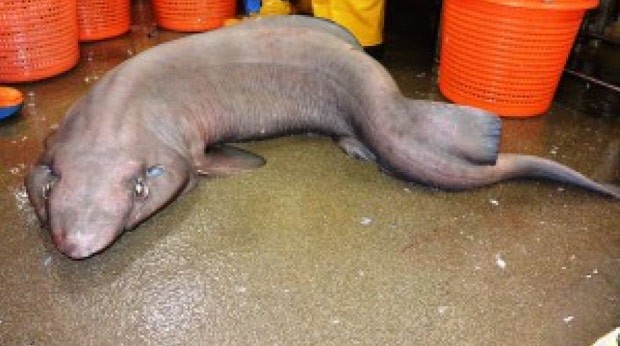 Tubarão 'feioso' foi capturado na costa da Escócia (Foto: Reprodução/Facebook/Scottish Shark Tagging Programme)
