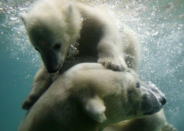 A pequena filhote de urso polar batizada de Anori foi fotografada nesta quarta-feira (6) em sua ala no zoológico de Wuppertal, na Alemanha, em meio a uma 'aula de natação' com sua mãe, a ursa Vilma. (Foto: Ina Fassbender/Reuters)