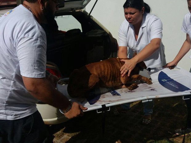 Cachorro maltratado em Uberlândia (Foto: G1)