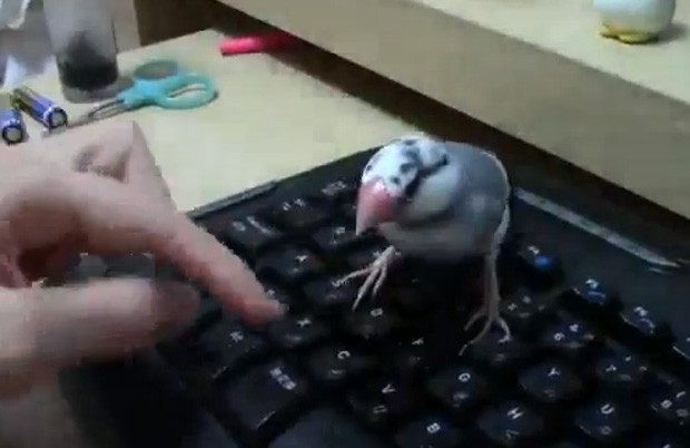 Pássaro ficou bravo e fez de tudo para que o dono parasse de digitar no teclado (Foto: Reprodução/YouTube/risaagata)