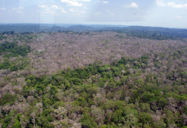 Ministério do Meio Ambiente vai reforçar fiscalização na área de fronteira agrícola entre os estados do Amazonas e Rondônia (Foto: Divulgação/Ibama)