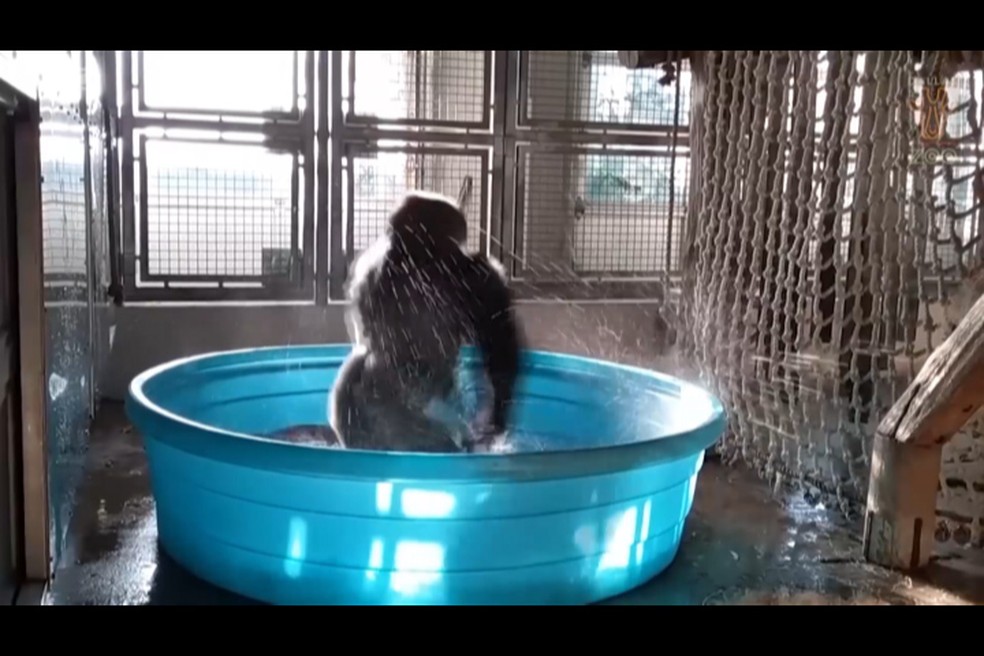 Zola já tinha viralizado em 2011, 'dançando' sobre uma poça d'água (Foto: BBC)