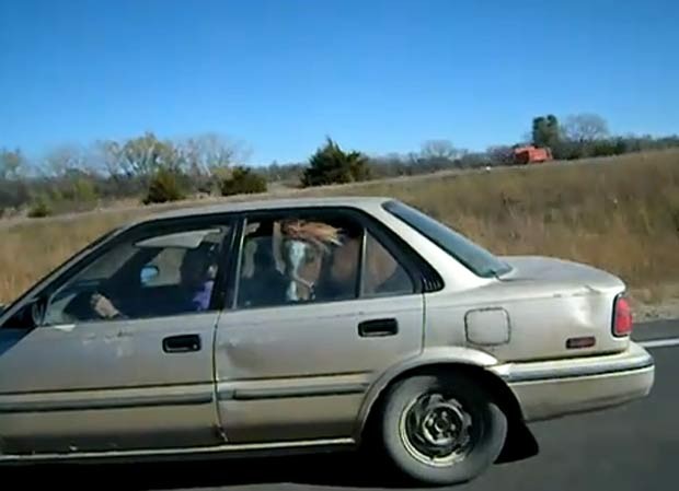 No dia 6 de novembro de 2010, um motorista foi flagrado carregando um cavalo no banco de trás do veículo em uma rodovia ao sul de Topeka, no estado do Kansas (EUA). (Foto: Reprodução)