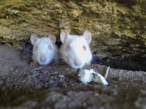 Ratos brancos, Parque Farroupilha, Redenção (Foto: Reprodução/RBS TV)