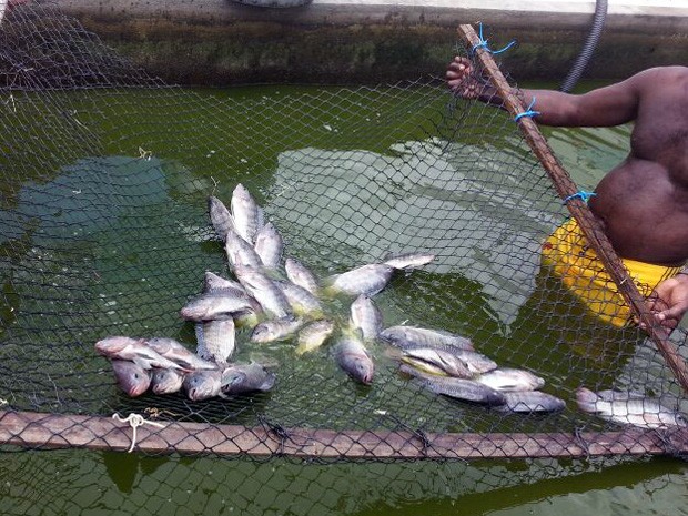 Detentos cuidarão da criação de peixes que servirão de alimento no presídio (Foto: Gil Carvalho/Secretaria de Administração Penitenciária)