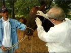 Propriedades de MG estão em alerta por causa de doença em cavalos