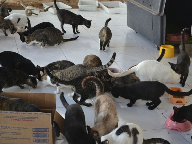 G Bazar Da Ong Proteger Arrecada Fundos Para Animais Abandonados