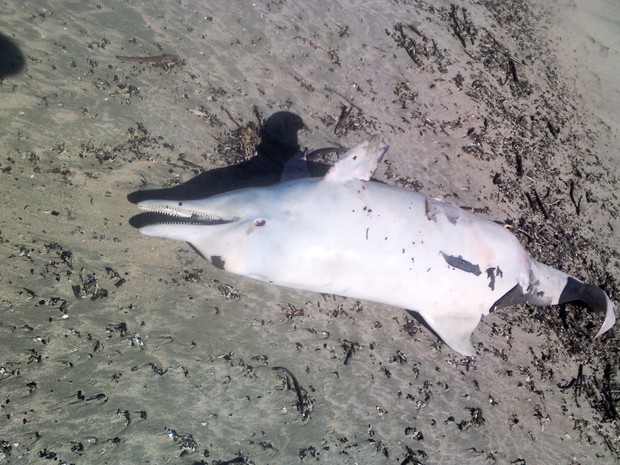 Golfinho encontrado na Praia de Atalaia, Litoral do Piauí, tinha aproximadamente 1,60 m (Foto: Jordana Lima)