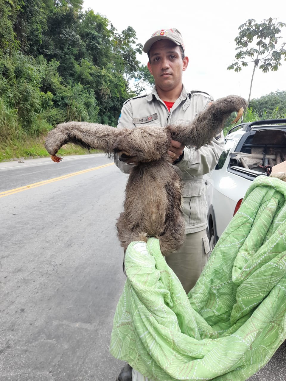 Bicho preguiça é resgatado em rodovia do Rio Ancelmo O Globo