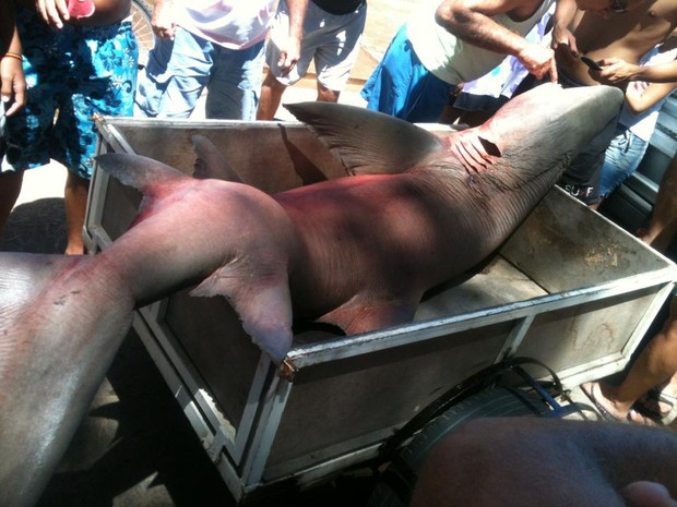 Tubarão ficou preso numa rede de pesca amadora (Foto: Almir Junior/Arquivo Pessoal)
