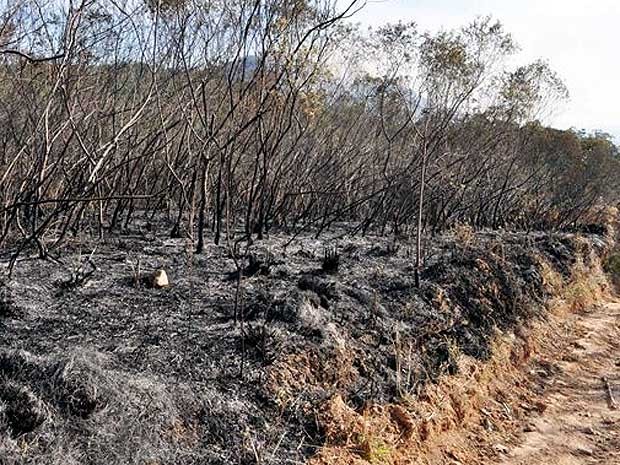 Incêndio destrói mata nativa em Itapira, SP (Foto: Beto Coloço / Jornal Cidade Itapira)