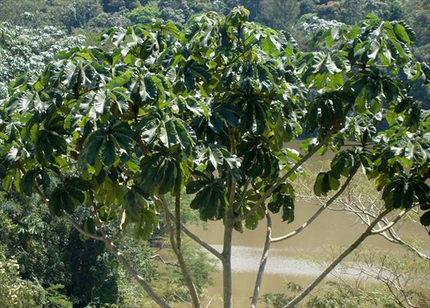 G1 Embaúba Notícias Em Flora 5366