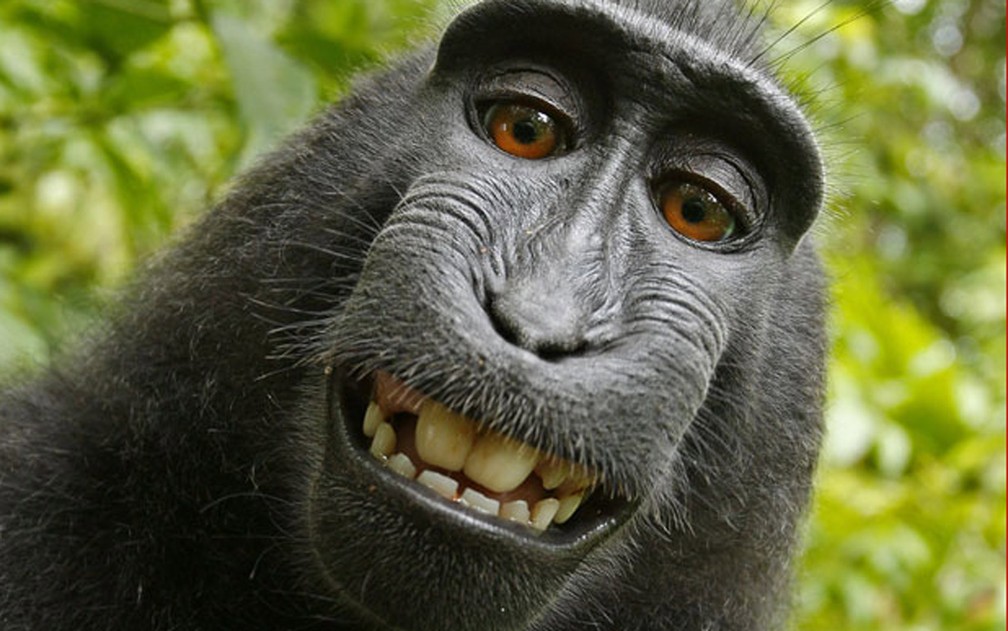 Macaco da ilha de Sulawesi roubou a câmera e fez seu próprio retrato (Foto: Macaco selvagem/David Slater/Caters News)