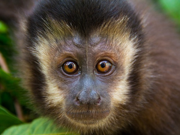 G1 - Macaco-prego é inteligente e pode saltar até três metros de distância  - notícias em Fauna