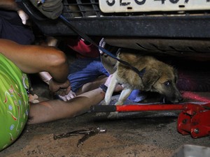 Operação de resgate resgata cachorro preso em carro em São Carlos (Foto: Maurício Duch)
