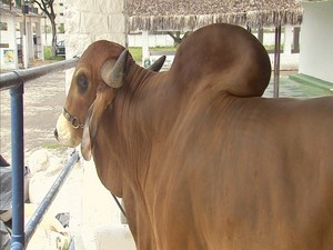 Cerca de 2.500 animais estão expostos na ExpoCeará (Foto: TV Verdes Mares/Reprodução)