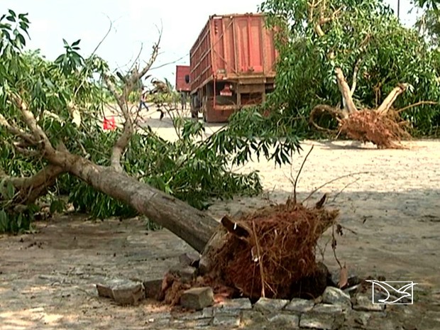Ventos fortes arrancaram árvores em uma fazenda (Foto: Reprodução / TV Mirante)
