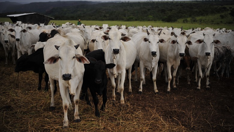 Exportação de carne bovina cresce 10 em 2017 segundo Abrafrigo