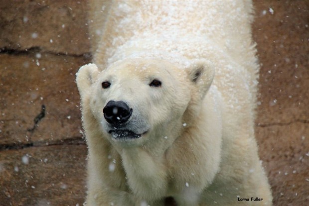 Ursa polar Geebee, de 29 anos, morreu neste domingo (12) em Johannesburgo (Fot Lorna Fuller/Johannesburg City Parks and Zoo)