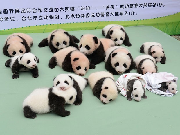 Imagem de arquivo mostra filhotes de pandas nascidos na província de Sichuan, na China; segundo agência estatal de notícias, pandas vão "adivinhar" times que vão ganhar os jogos da Copa (Foto: Reuters/China Daily)