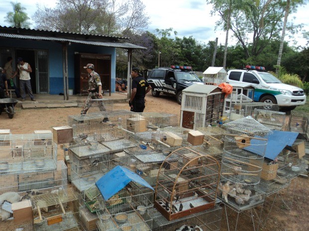 Mais de 200 animais exóticos eram mantidos em cativeiro sem autorização ambiental. (Foto: Divulgação/PMA)