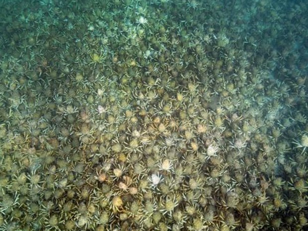  Cientista diz ter nadado por centenas de metros sobre os caranguejos sem atingir o fim da horda  (Foto: Sheree Marris)