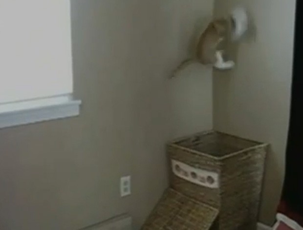 Felino dá saltos para jogar roupa suja dentro do cesto (Foto: Reprodução)