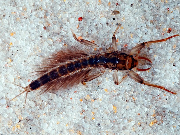 Inseto aquático Siriruia (Ephemeroptera) do inventário do Inpa (Foto: Divulgação)