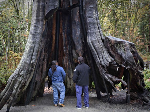 Árvore de mais de 1.000 anos em Stanley Park, em Vancouver (Foto: Reuters/Andy Clark)
